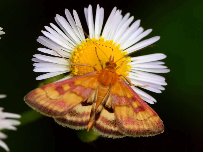 Crambidae 10 - Pyrausta despicata